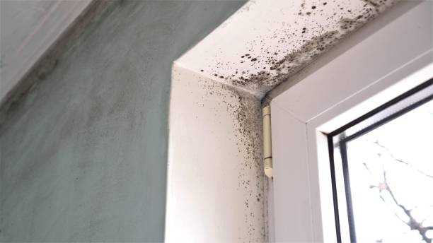 Best HVAC Mold Inspection and Cleaning  in Palos Verdes Estates, CA